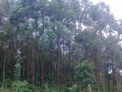 Tea Estate for sale in Haldummulla