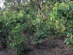 Cinnamon Land for Sale / කුරුදු ඉඩමක් විකිනිමට