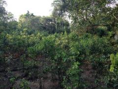 Cinnamon Land for Sale / කුරුදු ඉඩමක් විකිනිමට