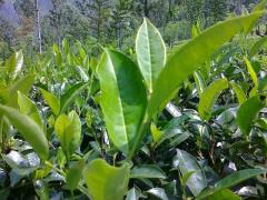 Tea Estate for sale in Haldummulla