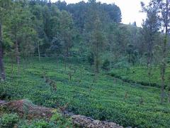 Tea Estate for sale in Haldummulla