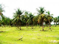 22 ACRES COCONUT LAND FOR SALE AT KALPITIYA