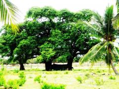 22 ACRES COCONUT LAND FOR SALE AT KALPITIYA