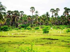 22 ACRES COCONUT LAND FOR SALE AT KALPITIYA