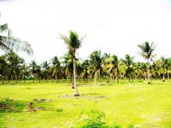 22 ACRES COCONUT LAND FOR SALE AT KALPITIYA