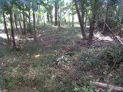 Bare land for sale urgent, in Mawanella.