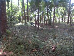 Bare land for sale urgent, in Mawanella.