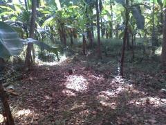 Bare land for sale urgent, in Mawanella.