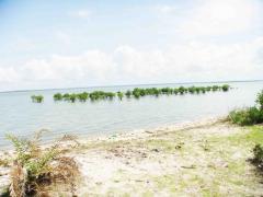 8 acres Lagoon Front Land Sale At Kalpitiya