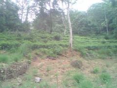 6.5 Acres land for sale or partnership investment.