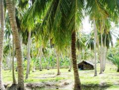 110 Acres Coconut Land For Sale At Kalpitiya