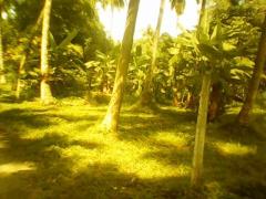 Land for sale in Kaduwela