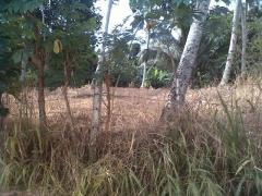 Bare land for sale urgent, in Mawanella flat land.