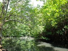 Negambo Lagoon Frontage