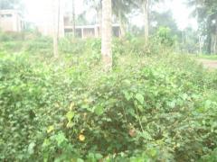 Land for sale in Amunugama