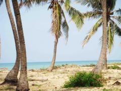 109 Perches Beach Land In Kalpitiya