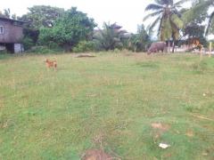 Bollegala Land for Sale