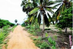 land for sale at Pesalai in Mannar